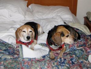Dogs in hotel