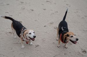 "What's all the fuss about?"